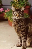 Murphy the cat